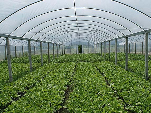 浙江连栋大棚种植的蔬菜图片